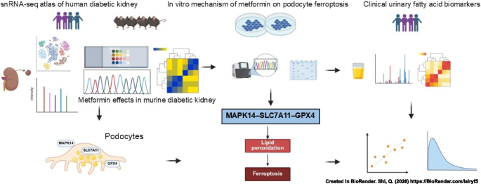 Metformin protects podocytes by inhibiting the MAPK14–SLC7A11–GPX4 axis and dysregulation of fatty acid metabolism