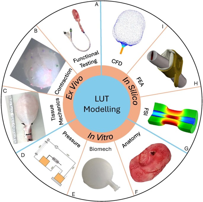 Beyond Pressure-flow: Integrating Lower Urinary Tract Ex Vivo, In Vitro and In Silico Modelling with Urodynamics