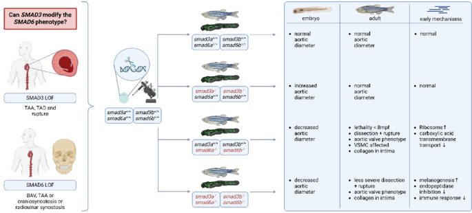 Smad3 deficiency attenuates disease severity in a zebrafish model for Smad6-related aortic disease
