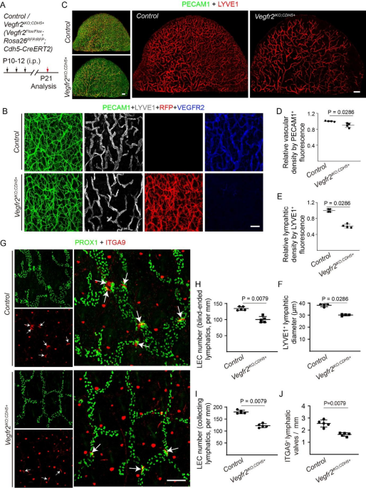 Endothelial VEGFR2 insufficiency promotes the transition of lymphatic to hematopoietic transcriptional programs