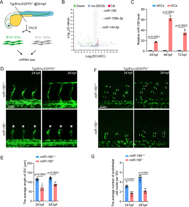controls developmental angiogenesis via ribosome biogenesis-dependent regulation of Notch signaling