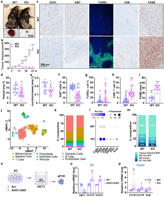 Endothelial AGO1 deficiency reduces breast cancer burden in mice