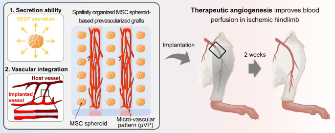 Prevascularized grafts with spatially organized MSC spheroids to accelerate therapeutic angiogenesis in ischemic disease