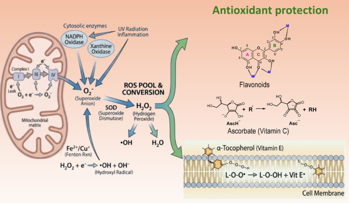 Oxidative stress and inflammation in neurodegenerative disorders
