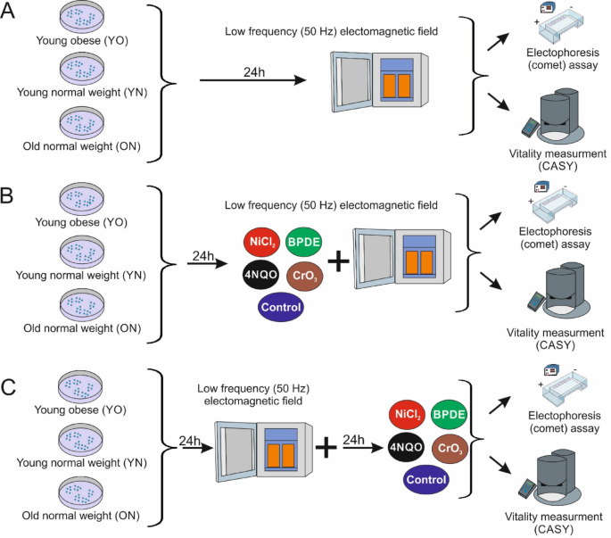 Impact of low-frequency electromagnetic fields on DNA instability caused by environmentally and occupationally relevant chemicals in lymphocytes of donors with different demographic characteristics