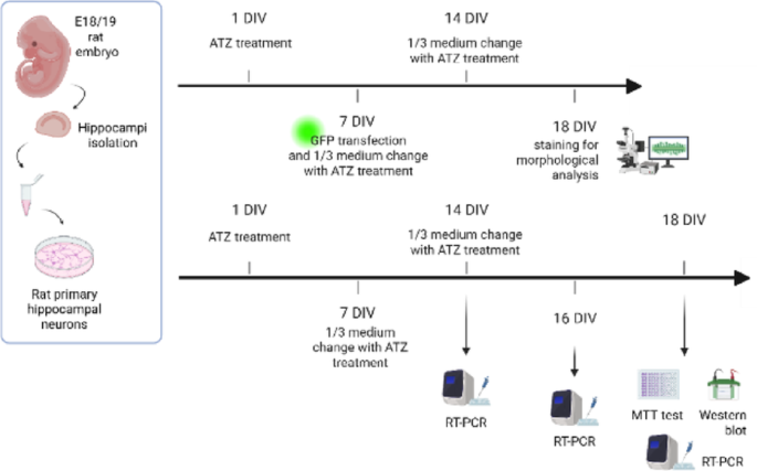 Developmental neurotoxicity of atrazine: decreased synaptic spine density and miRNA-driven GluN2A downregulation in primary hippocampal neurons