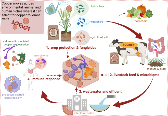 From Fungicide to Phagosome: A One Health View of Copper-Driven Fungal–Bacterial Interactions