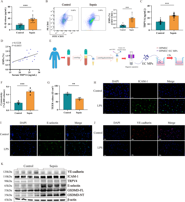 TRPV4/IP3R-1-mediated endothelial pyroptosis drives pulmonary microvascular endothelial permeability in endotoxin-induced acute lung injury