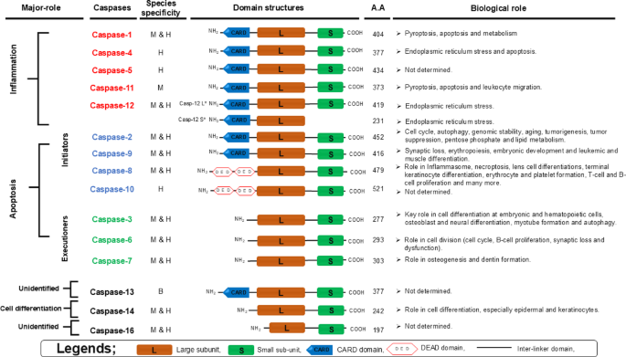 Caspase-1 inhibition: mechanistic insights and comprehensive review of reported inhibitors to date