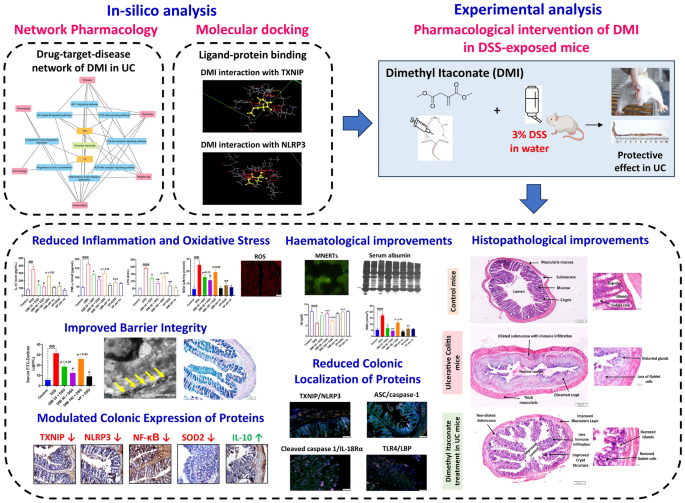 Dimethyl itaconate attenuates dextran sulfate sodium-induced ulcerative colitis in BALB/c mice: investigations on the TXNIP/NLRP3 inflammasome signaling pathway