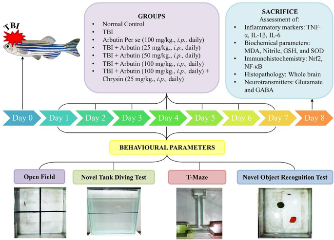 Arbutin mediated neuroprotection in zebrafish model of traumatic brain injury via modulating Nrf2/NF-κB pathway