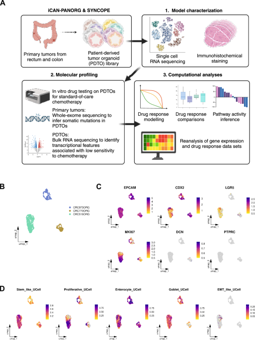 Epithelial interferon-stimulated gene programs modulate chemotherapy sensitivity in colorectal cancer via EPSTI1