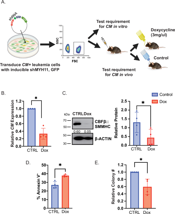 The Inv(16) Oncogene CBFB::MYH11 is Required for the Survival of Leukemia Cells in the Blood and Spleen, but not the Bone Marrow