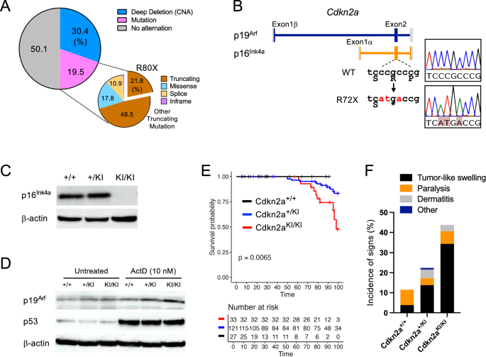 Imbalanced p53–RB signaling triggers cGAS–STING–mediated immune activation in early oral cancer development