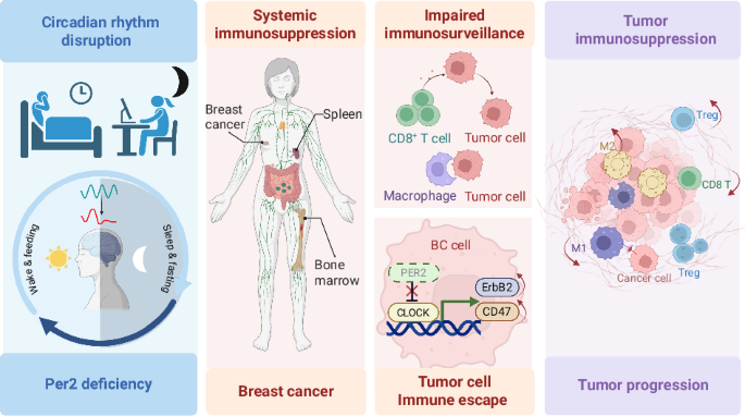 Functional deficiency of circadian regulator PER2 enhances breast cancer susceptibility and progression with immunosuppression