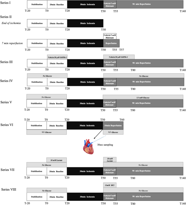 Metabolic dependency of malonate protection against cardiac ischemia–reperfusion injury