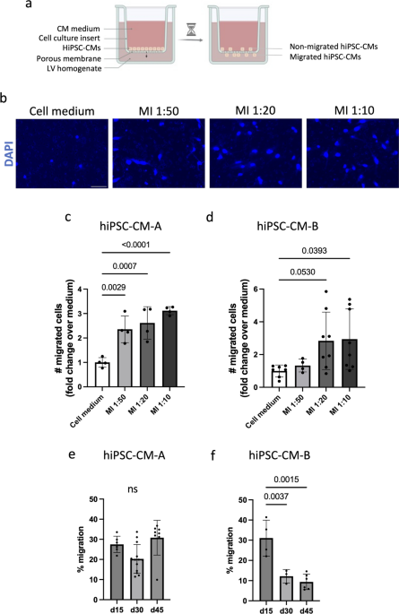 TGF-β signalling drives chemotaxis of human induced pluripotent stem cell-derived cardiomyocytes in response to MI stimulus