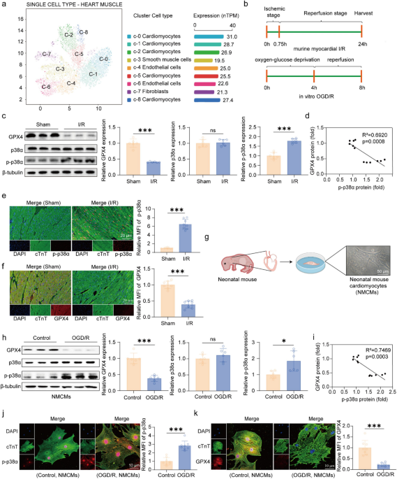 P38α deficiency alleviates myocardial ischemia/reperfusion injury by stabilizing c‑Myc to inhibit ferroptosis