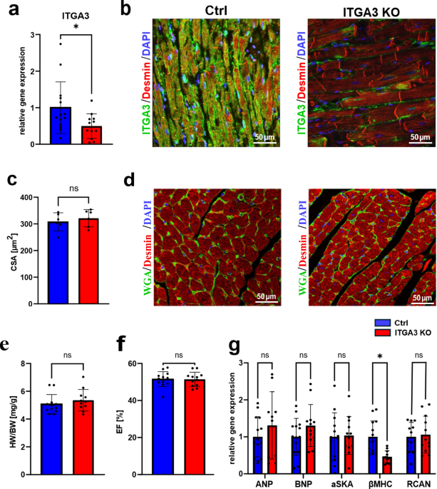 Cardiomyocyte-specific depletion of integrin α3 preserves cardiac function after myocardial infarction