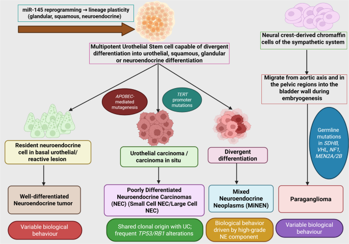 Neuroendocrine Neoplasms of the Urinary Bladder: Integrating Molecular Advances into a Refined Classification System
