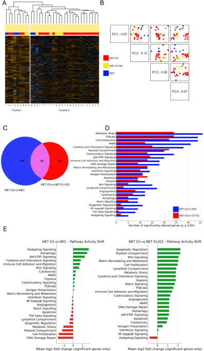Molecular Profiling of Digestive Grade 3 Neuroendocrine Tumors Reveals a Shared Molecular Framework with Lower-Grade Tumors, Marked Heterogeneity, and Therapeutic Opportunities