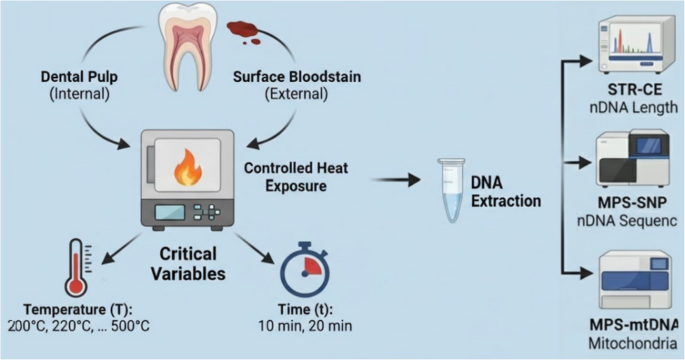 Comparative study of STR, SNP, and mtDNA recovery in teeth after thermal exposure