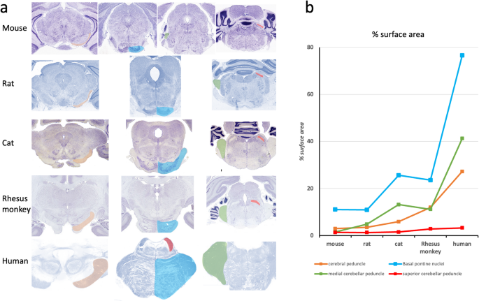 Anatomy of Cerebro-cerebellar Circuits in Motor Control