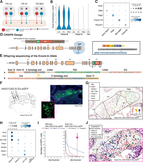 Generation and Validation of an Acan-Cre Mouse Line to Selectively Label Class-B Excitatory Neurons of the Cerebellar Nuclei