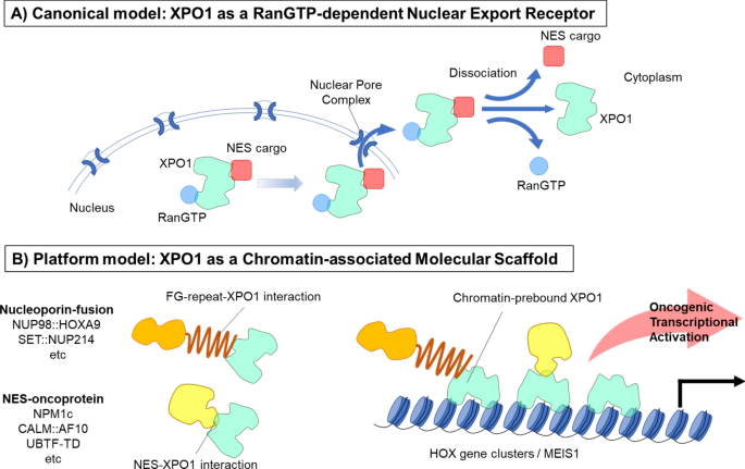 Beyond nuclear export: chromatin-bound XPO1/CRM1 as a transcriptional scaffold