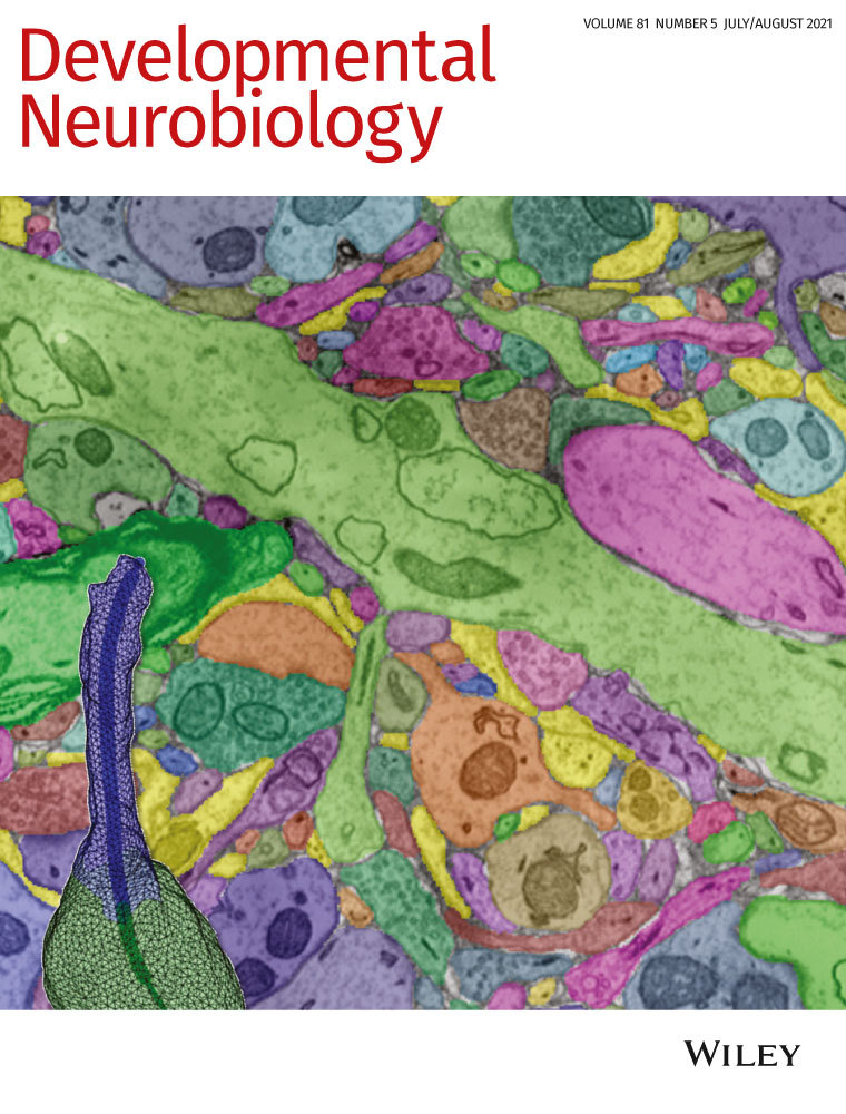 Functions of noncoding RNAs in glial development