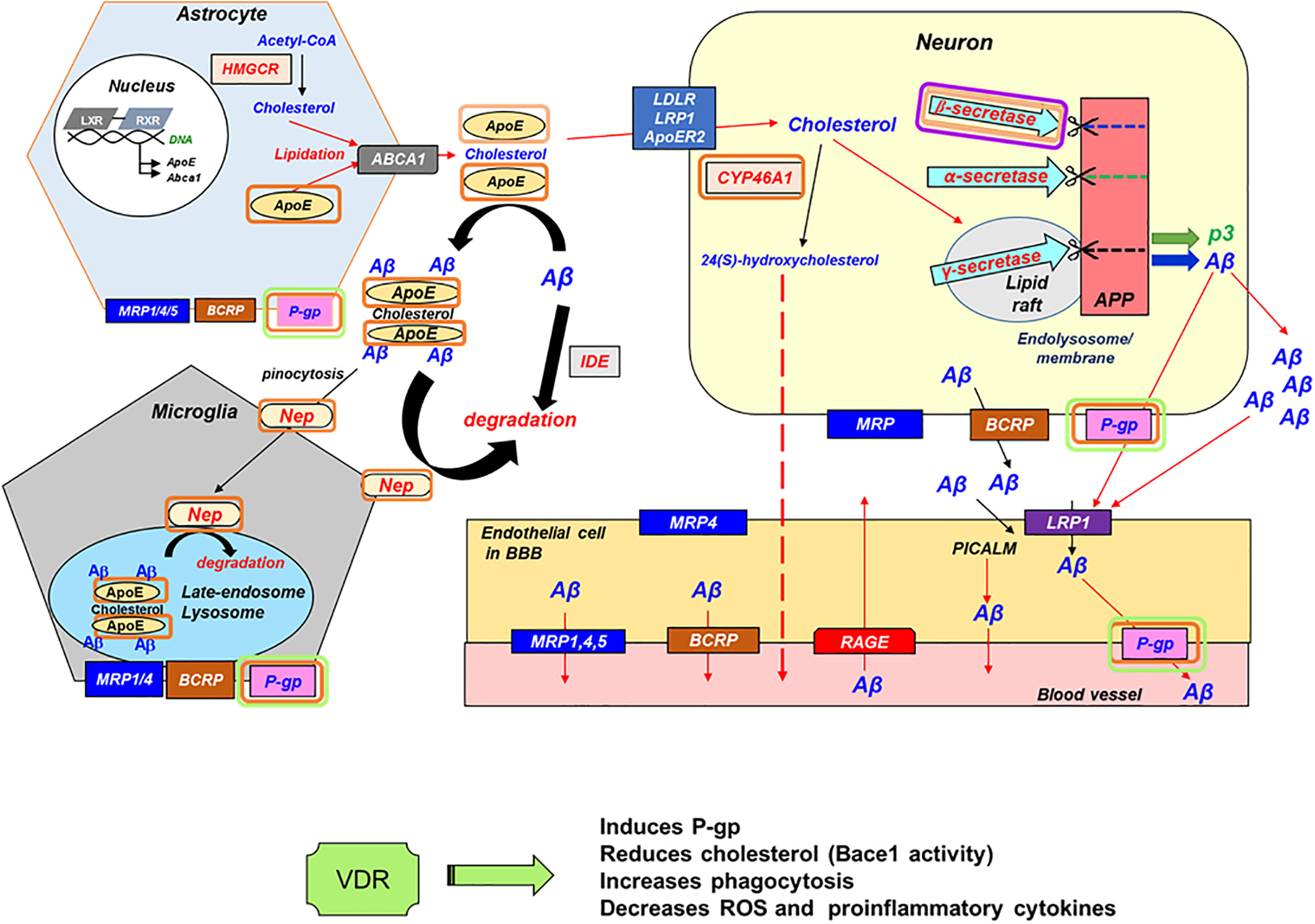 Impact of age, hypercholesterolemia, and the vitamin D receptor on brain endogenous β‐amyloid peptide accumulation in mice