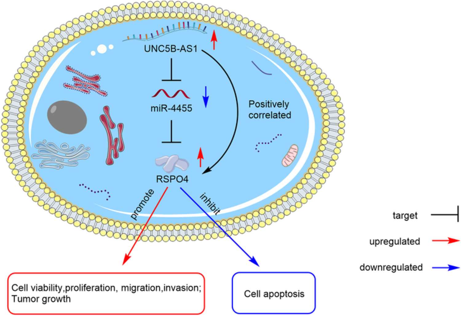Inhibition of the long non‐coding RNA UNC5B‐AS1/miR‐4455/RSPO4 axis reduces cervical cancer growth in vitro and in vivo