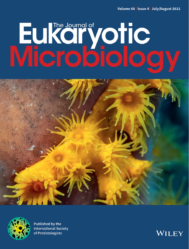 The Amoebae of Idionectes vortex (Cutosea, Amoebozoa): Motility, Cytoskeleton Architecture and Extracellular Scales