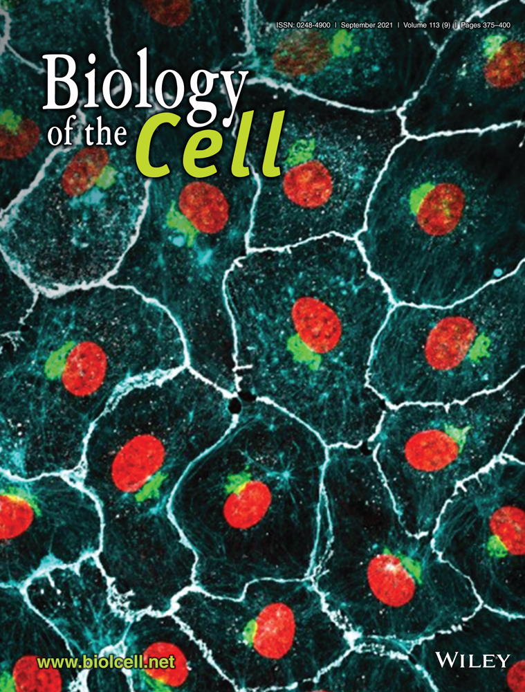 Apoptosis induction by the stem cell factor LIN28