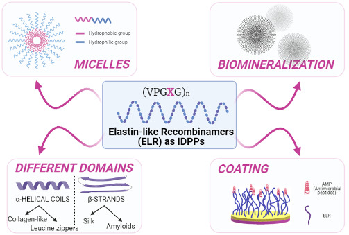Self‐assembling systems comprising intrinsically disordered protein polymers like elastin‐like recombinamers