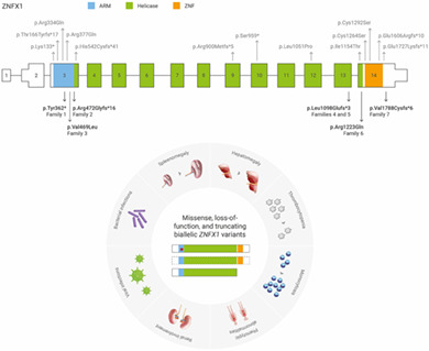 Biallelic ZNFX1 variants are associated with a spectrum of immuno‐hematological abnormalities