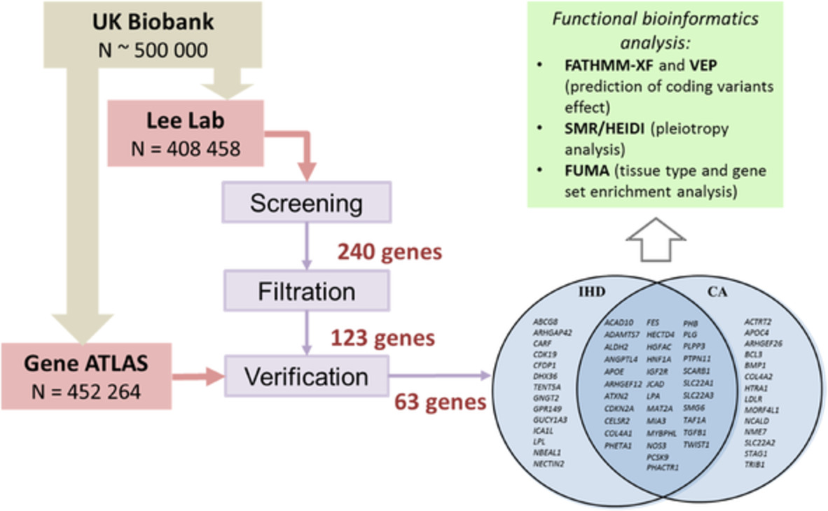 In silico genome‐wide gene‐based association analysis reveals new genes predisposing to coronary artery disease