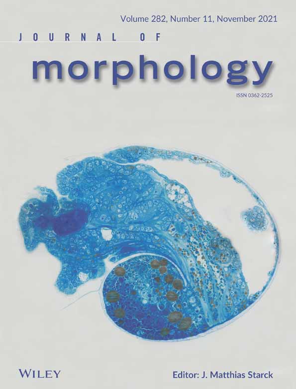 Chemical phenotypes of intrinsic cardiac neurons in the newborn pig (Sus scrofa domesticus Erxleben, 1777)