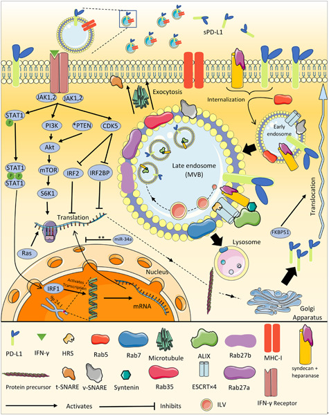 Tumor‐derived exosomal PD‐L1 in progression of cancer and immunotherapy