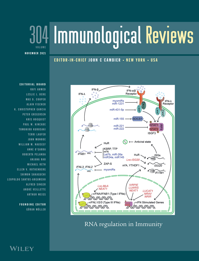Skin‐ny deeping: Uncovering immune cell behavior and function through imaging techniques*