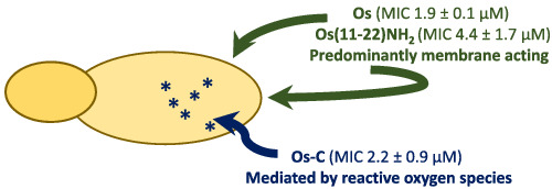 Antifungal activity and mode of action of synthetic peptides derived from the tick OsDef2 defensin