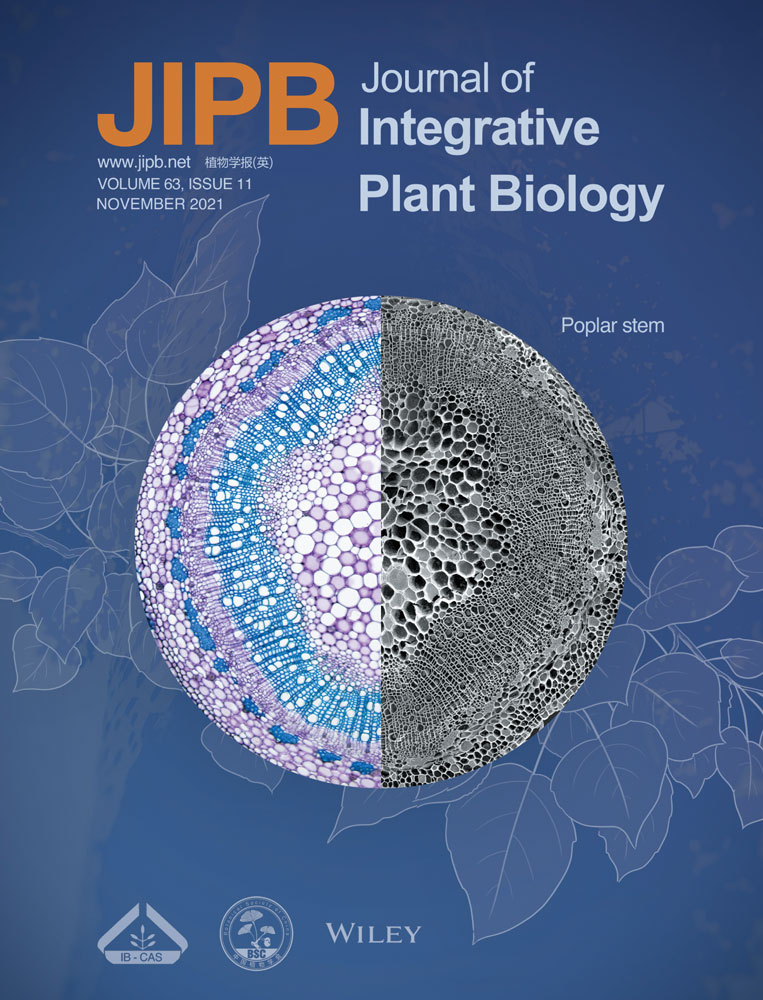 Highly efficient and genotype‐independent genetic transformation and gene editing in watermelon (Citrullus lanatus) by utilizing a chimeric ClGRF4‐GIF1 gene