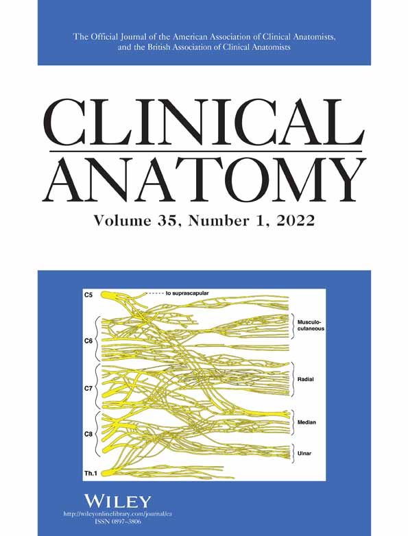 Hamstring branches of the sciatic nerve as donors for neurotization of the superior gluteal nerve: a cadaveric feasibility study