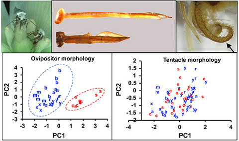 Evolution of antagonistic and mutualistic traits in the yucca‐yucca moth obligate pollination mutualism