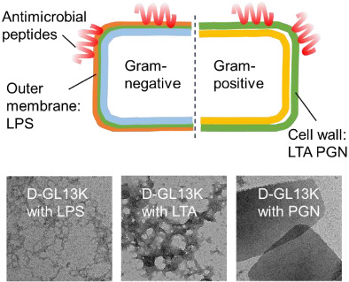 Interactions of two enantiomers of a designer antimicrobial peptide with structural components of the bacterial cell envelope