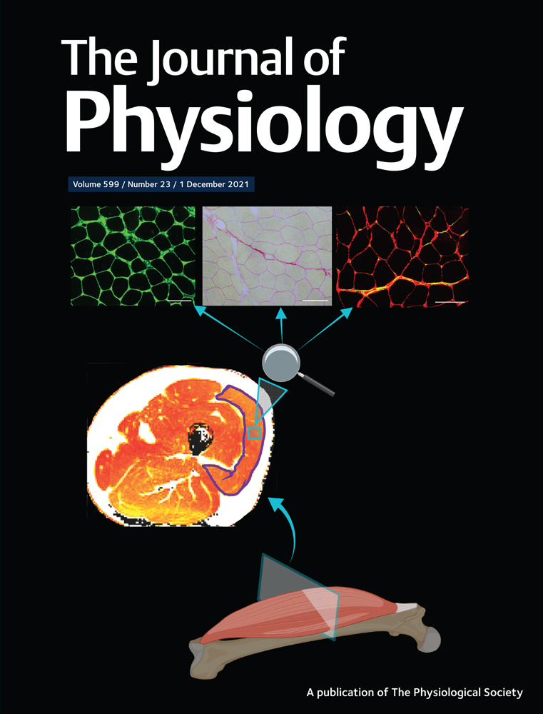 Macrophage plasticity in Duchenne muscular dystrophy: A nexus of pathological remodeling with therapeutic implications