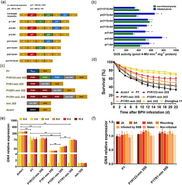 Isolation and functional analysis of OsAOS1 promoter for resistance to Nilaparvata lugens Stål infestation in rice