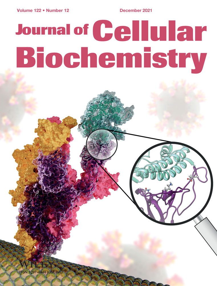 p65/RelA NF‐κB fragments generated by RIPK3 activity regulate tumorigenicity, cell metabolism, and stemness characteristics