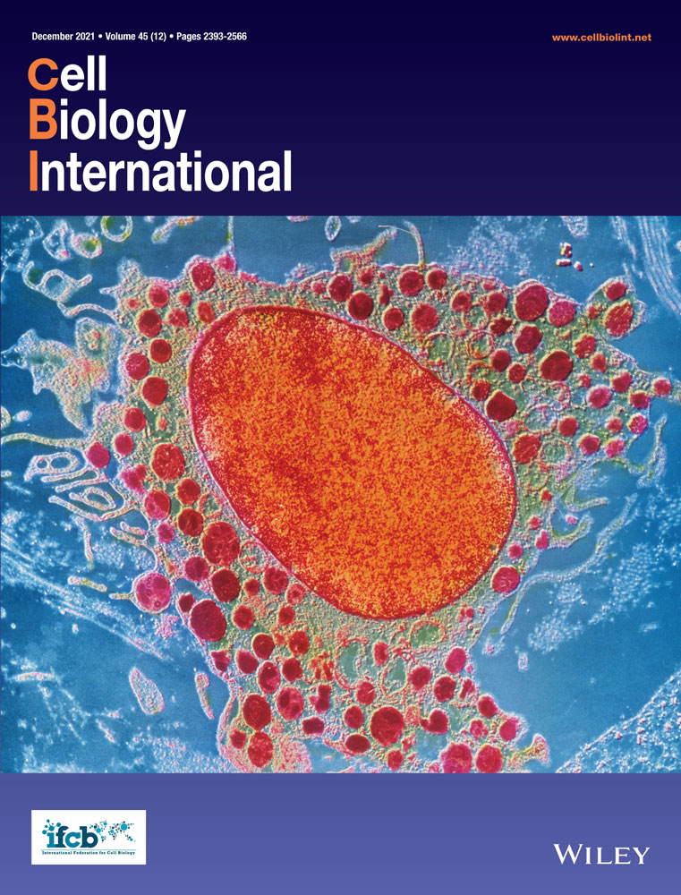 Overexpression of NDUFV1 alleviates renal damage by improving mitochondrial function in unilateral ureteral obstruction model mice