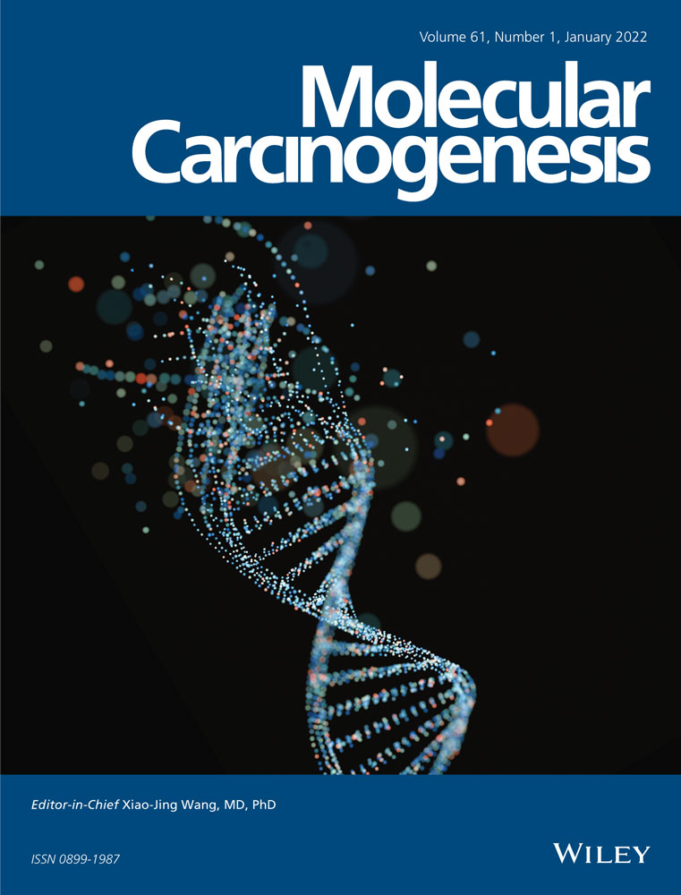 The FoxQ1 transcription factor is a novel regulator of electron transport chain complex I subunits in human breast cancer cells